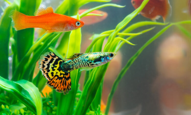 How To Aquarium Blog Offers Answers In Fish Care You Need Know