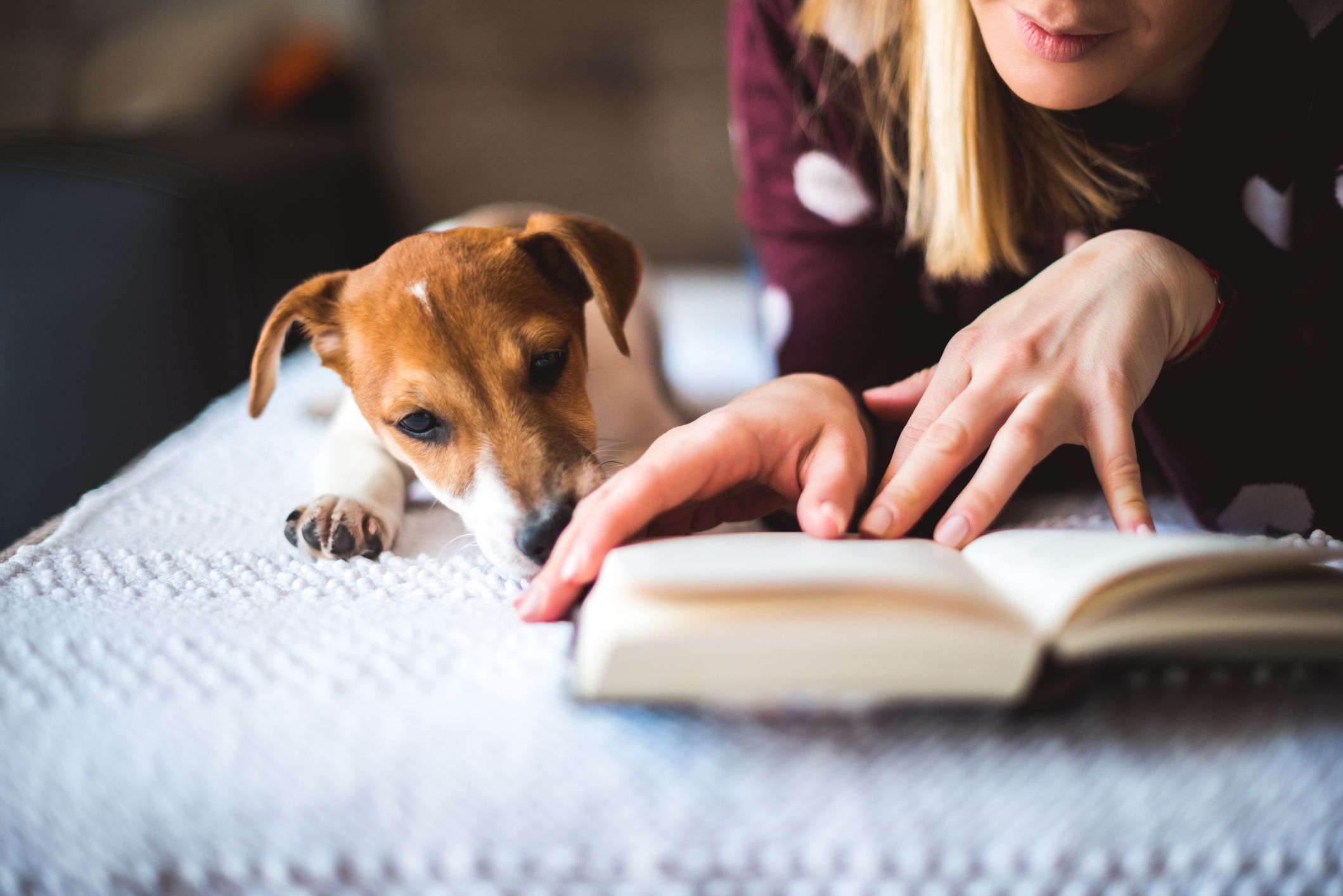 Why New Pet Owner E-book Launched You Need Know