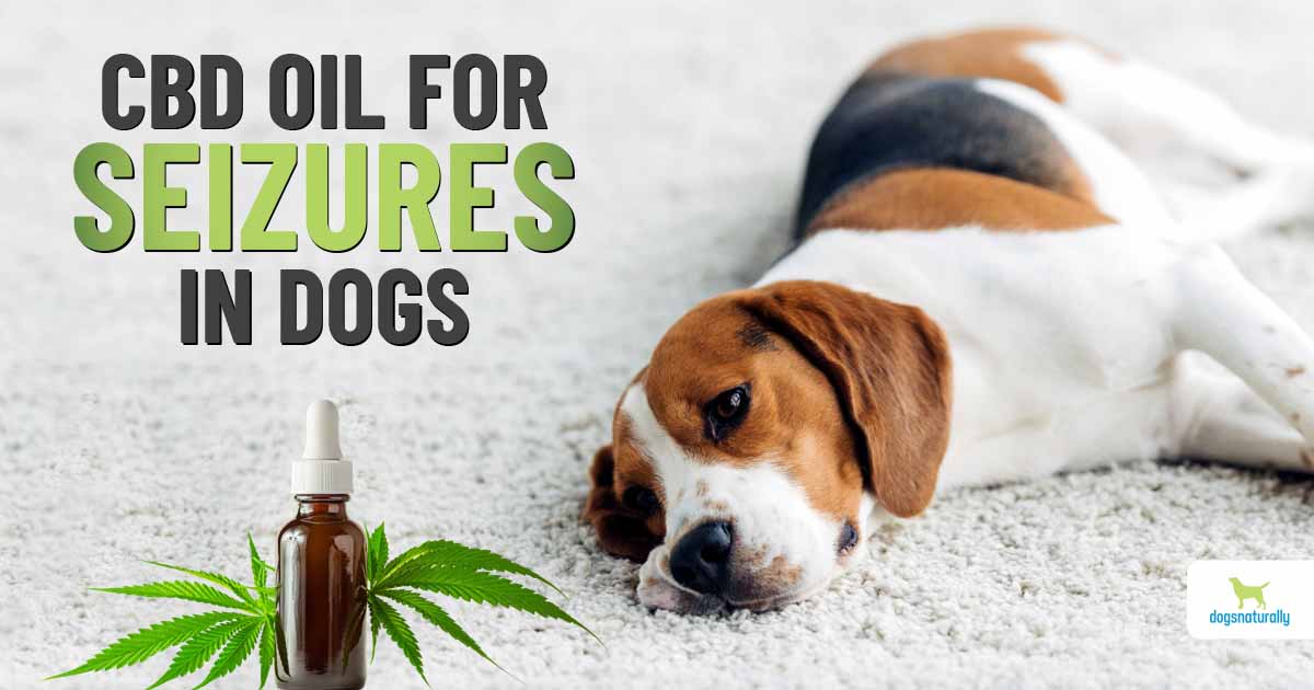 How CBD Oil Is Useful For Dogs With Seizures
