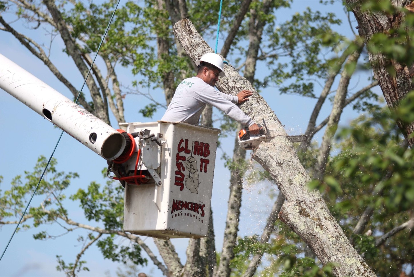 Everything You Need to Know about Mencer's Tree Services