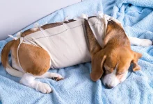 How to Check Your Pet’s Stitches After Surgery
