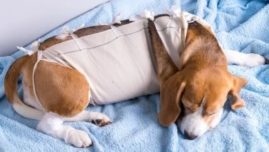 How to Check Your Pet’s Stitches After Surgery